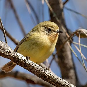 Yellow Thornbill