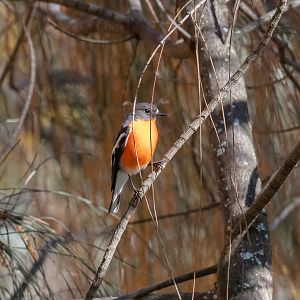 Flame Robin