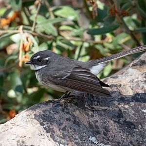 Grey Fantail