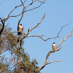 Peregrine Falcon pair