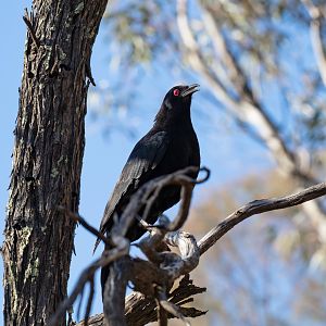 White-winged Chough