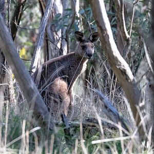 Eastern Grey Kangaroo