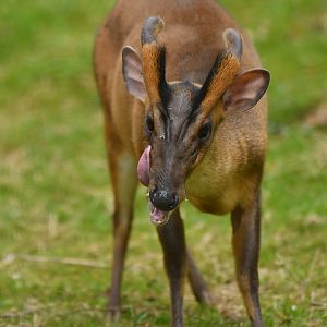 Reeves's muntjac (Muntiacus reevesi)