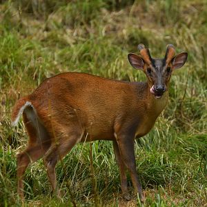Reeves's muntjac (Muntiacus reevesi)