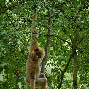 Red-cheeked Gibbon (Nomascus gabriellae)