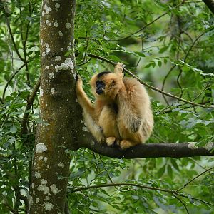 Red-cheeked Gibbon (Nomascus gabriellae)