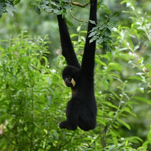 Red-cheeked Gibbon (Nomascus gabriellae)
