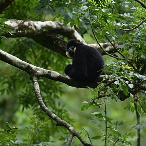Red-cheeked Gibbon (Nomascus gabriellae)