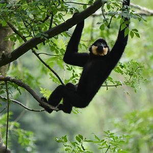 Red-cheeked Gibbon (Nomascus gabriellae)