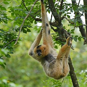 Red-cheeked Gibbon (Nomascus gabriellae)