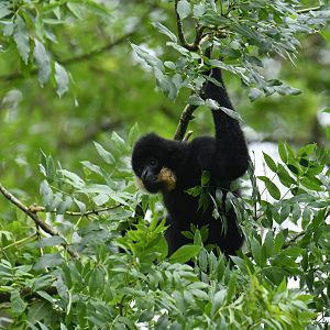 Red-cheeked Gibbon (Nomascus gabriellae)