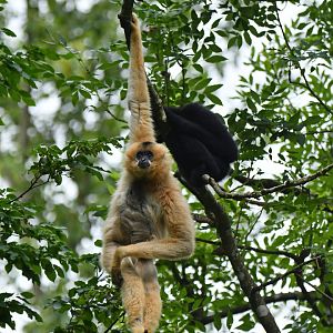 Red-cheeked Gibbon (Nomascus gabriellae)