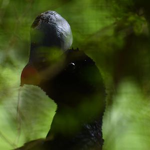 Helmeted Curassow Pauxi pauxi
