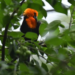 Scarlet-headed Blackbird Amblyramphus holosericeus