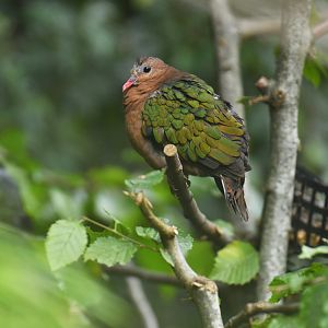 Pacific Emerald-Dove Chalcophaps longirostris
