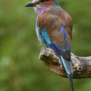 Lilac-breasted Roller Coracias caudatus