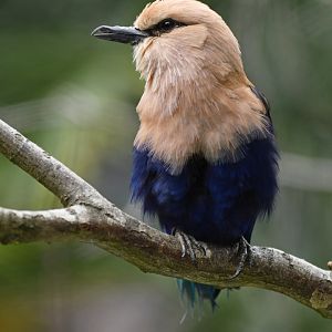 Blue-bellied Roller Coracias cyanogaster