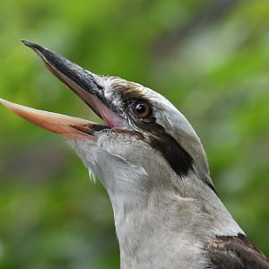 Laughing Kookaburra Dacelo novaeguineae
