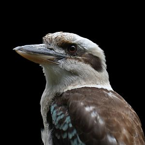 Laughing Kookaburra Dacelo novaeguineae