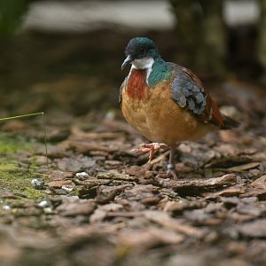 Mindanao Bleeding-heart Gallicolumba crinigera