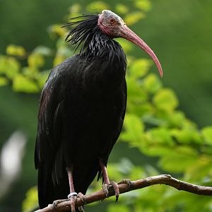 Bald Ibis Geronticus calvus