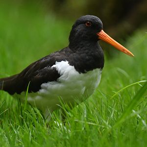 Eurasian Oystercatcher Haematopus ostralegus