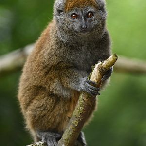 Lac Alaotra bamboo lemur (Hapalemur alaotrensis)