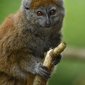 Lac Alaotra bamboo lemur (Hapalemur alaotrensis)