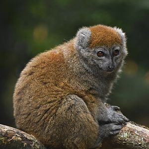 Lac Alaotra bamboo lemur (Hapalemur alaotrensis)