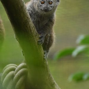 Lac Alaotra bamboo lemur (Hapalemur alaotrensis)