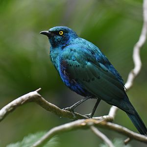 Greater Blue-eared Glossy-Starling Lamprotornis chalybaeus