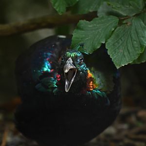 Himalayan Monal Lophophorus impejanus