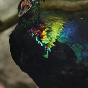 Himalayan Monal Lophophorus impejanus