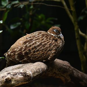 Himalayan Monal Lophophorus impejanus