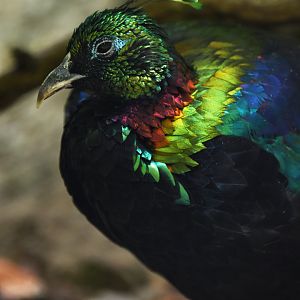 Himalayan Monal Lophophorus impejanus