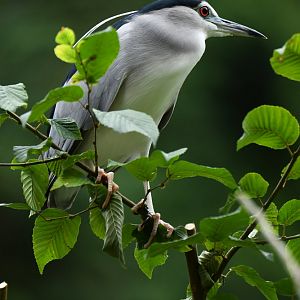 Black-crowned Night-Heron Nycticorax nycticorax