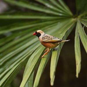 Red-billed Quelea Quelea quelea