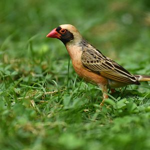 Red-billed Quelea Quelea quelea