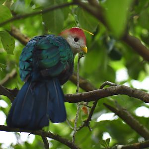 Red-crested Turaco Tauraco erythrolophus