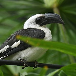 Von der Decken's Hornbill Tockus deckeni