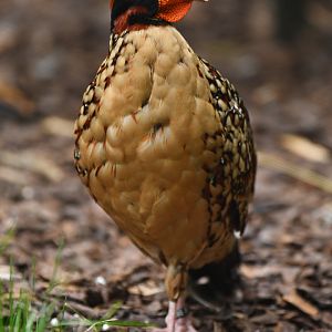 Cabot's Tragopan Tragopan caboti
