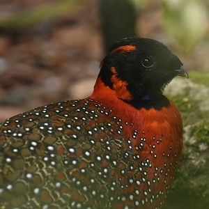 Satyr Tragopan Tragopan satyra