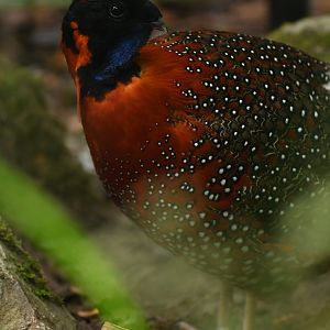 Satyr Tragopan Tragopan satyra