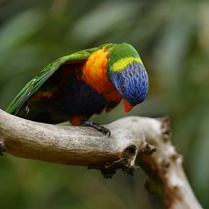 Rainbow Lorikeet Trichoglossus moluccanus