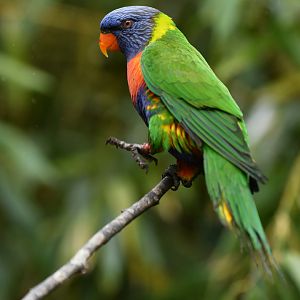 Rainbow Lorikeet Trichoglossus moluccanus