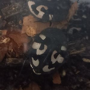 Therea olegrandjeani