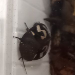 Therea olegrandjeani