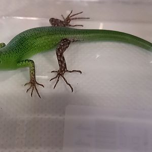 Solomon emerald skink - Lamprolepis smaragdina