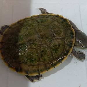 Phrynops hilarii - juvenile