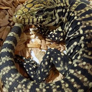 Salvator merianae - juvenile